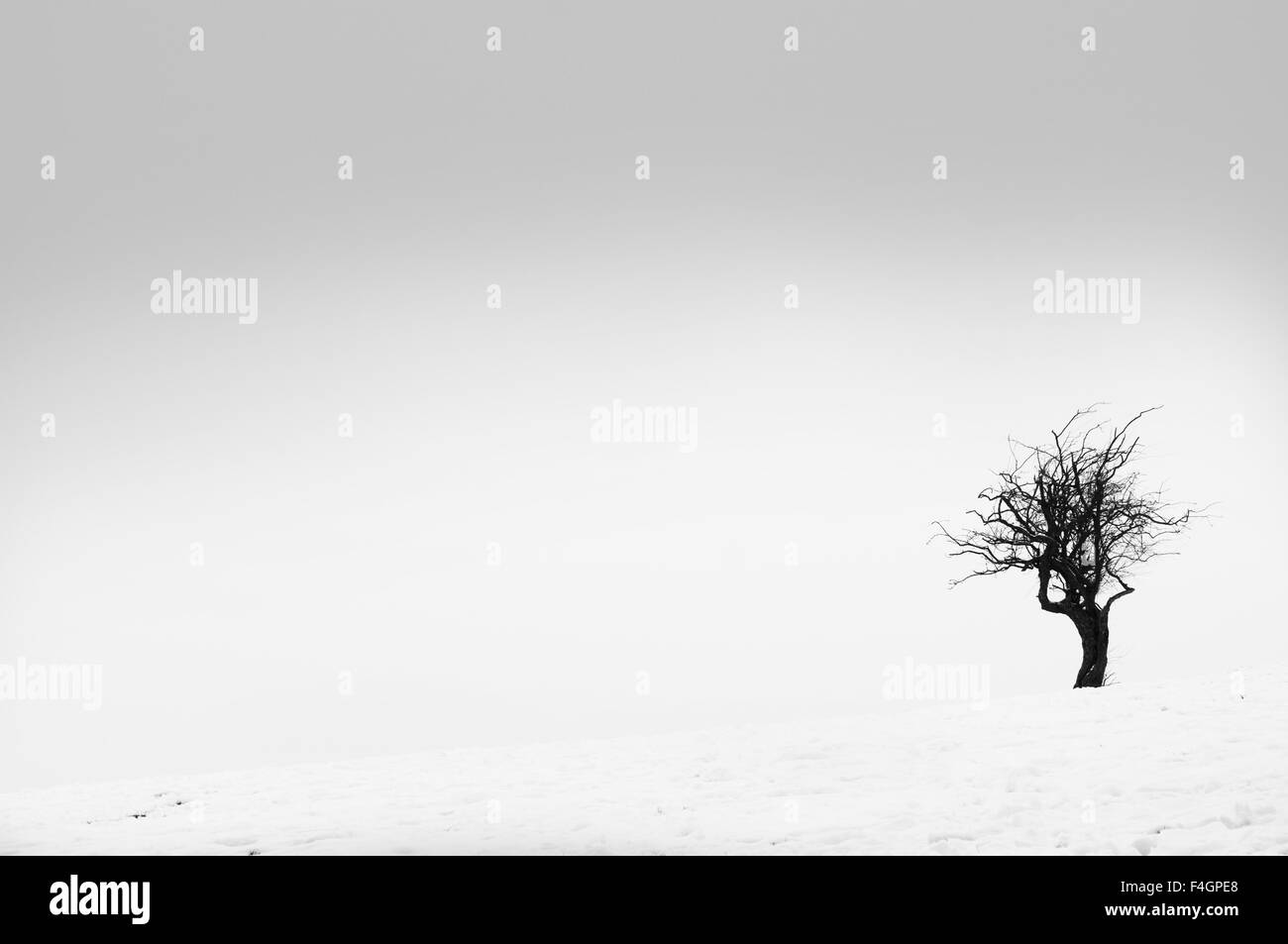 Un albero solitario in un stark paesaggio invernale. Foto Stock