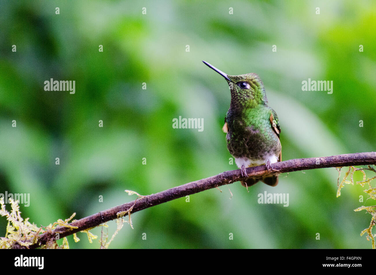 Piccolo hummingbird appollaiato sul ramo guarda in alto a sinistra. Foto Stock