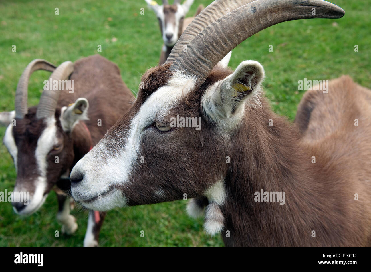 Thueringer, Waldziege, Foto Stock