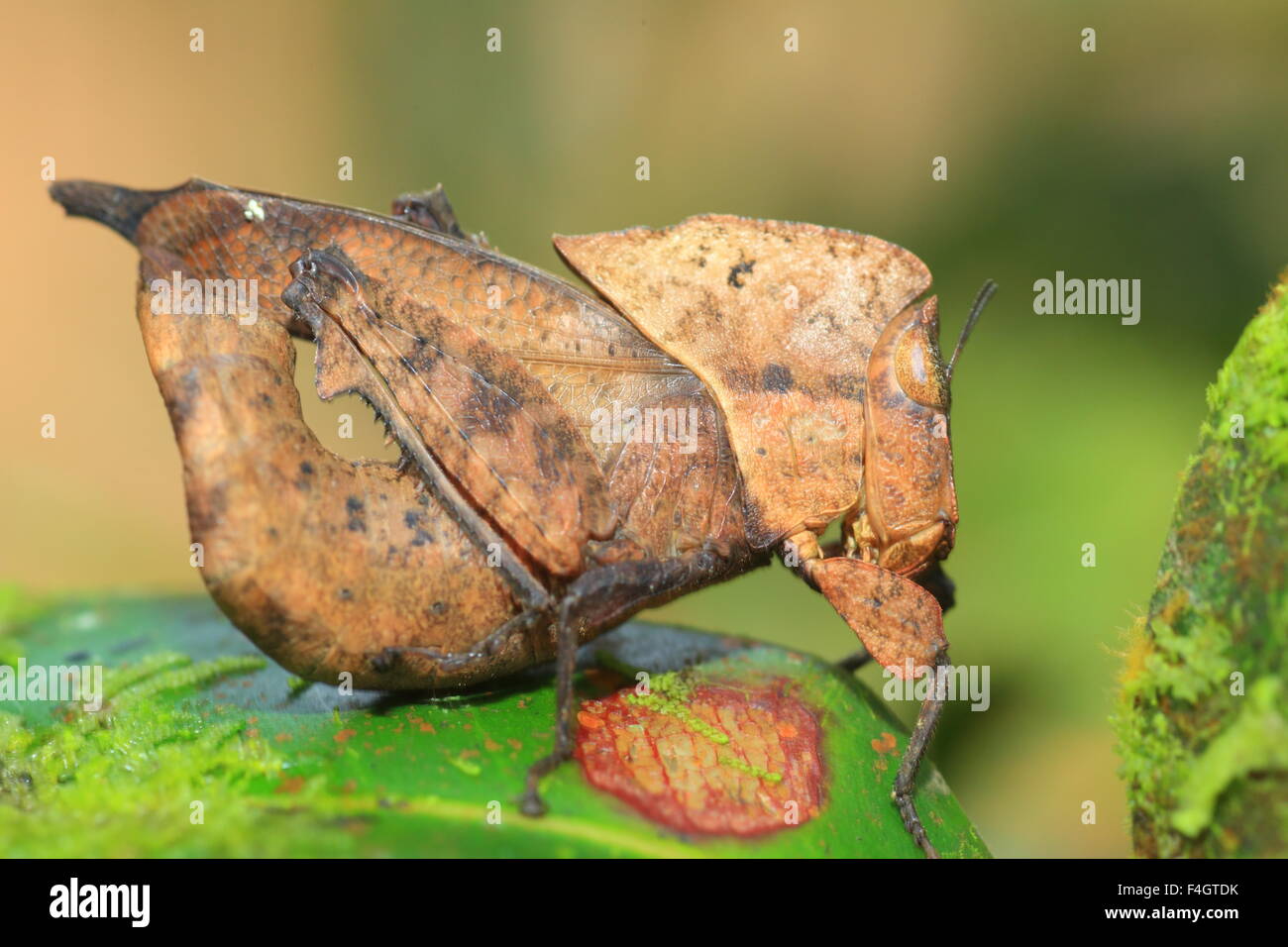 Foglia morta mimica Grasshopper Chorotypus (sp) in riserva forestale di Sinharaja, Sri lanka Foto Stock