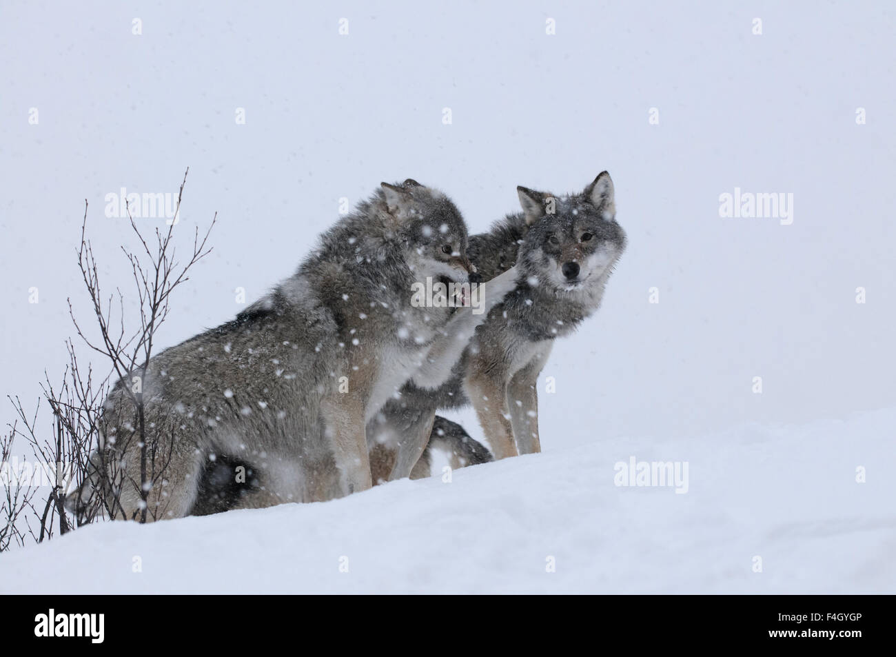 Due lupi in una tempesta di neve, la Norvegia. Il lupo dominante mostra i suoi denti e mette la sua zampa anteriore sull'altro lupo. (prigioniero) Foto Stock