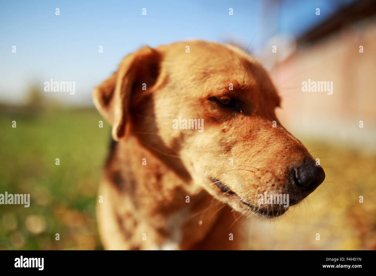 Dog close up foto all'aperto Foto Stock
