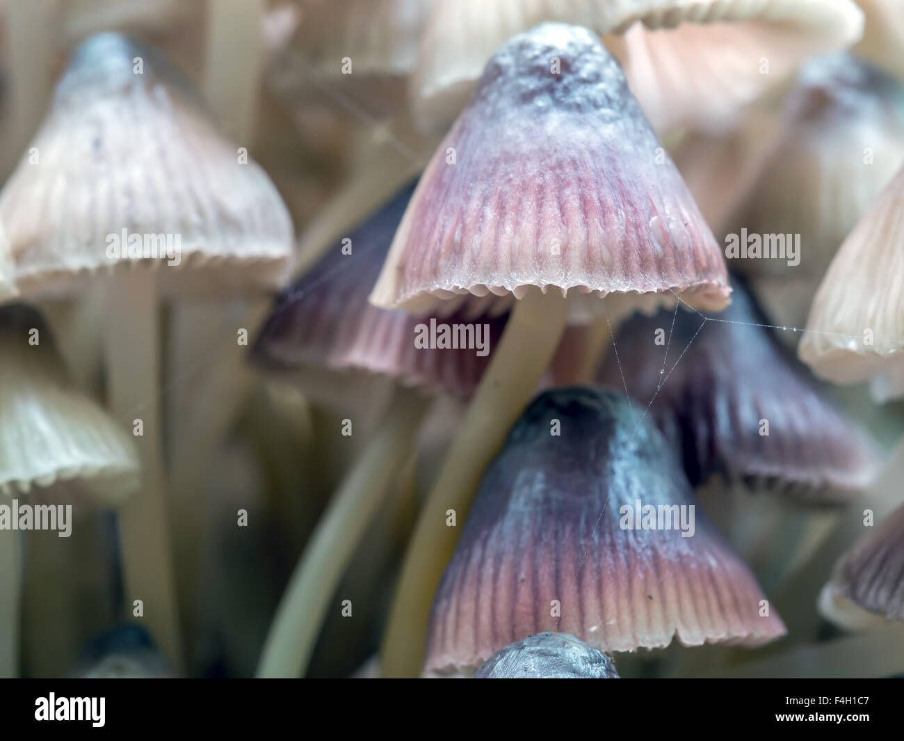 Gruppo di toadstool funghi che crescono in foresta Foto Stock