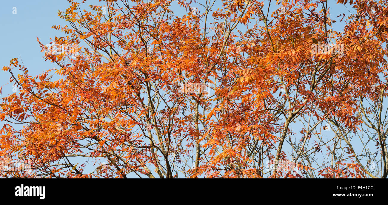 Koelreuteria paniculata. L'orgoglio di India / Golden pioggia le foglie in autunno contro un cielo blu. Regno Unito. Vista panoramica Foto Stock