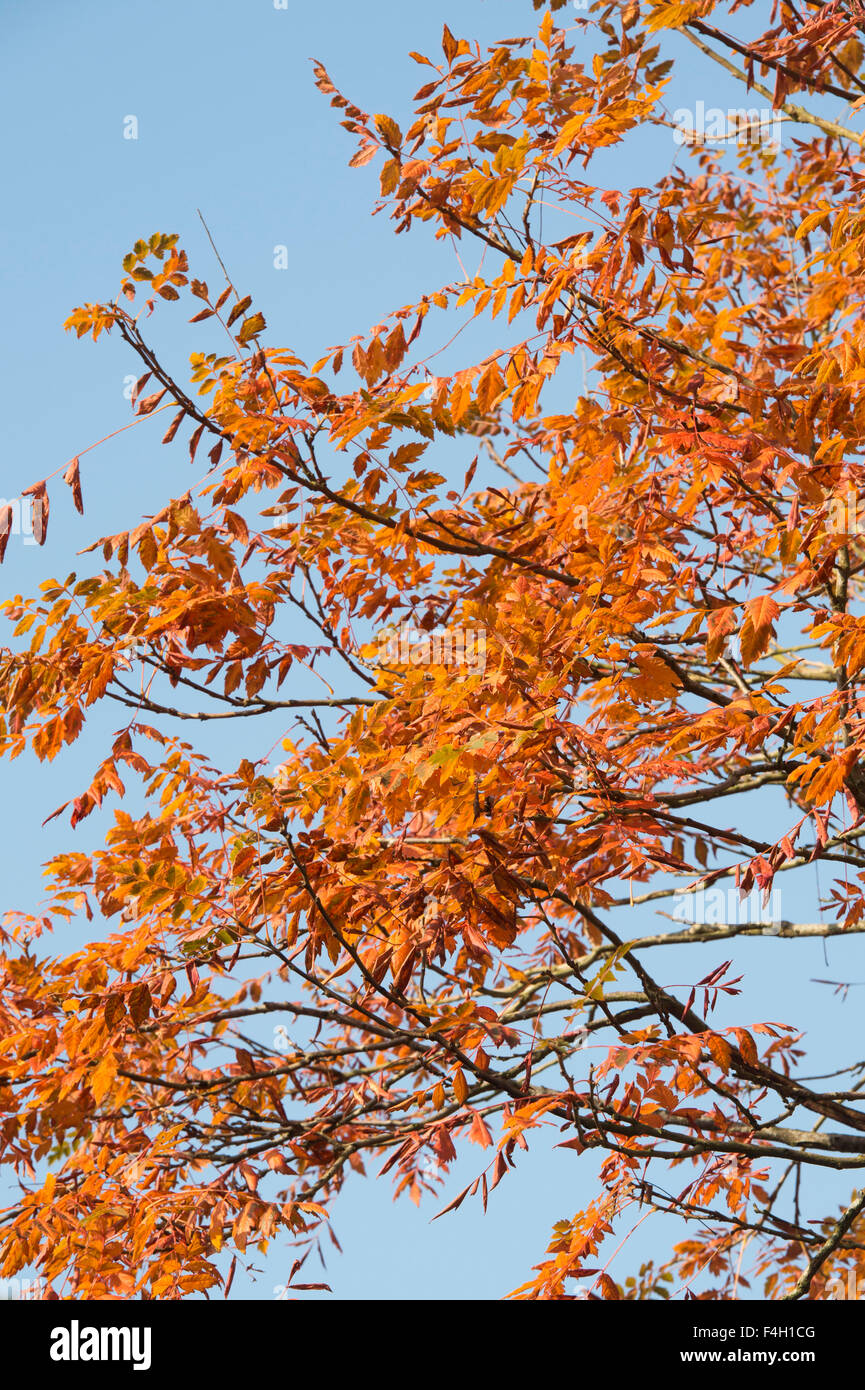 Koelreuteria paniculata. L'orgoglio di India / Golden pioggia le foglie in autunno contro un cielo blu. Regno Unito Foto Stock