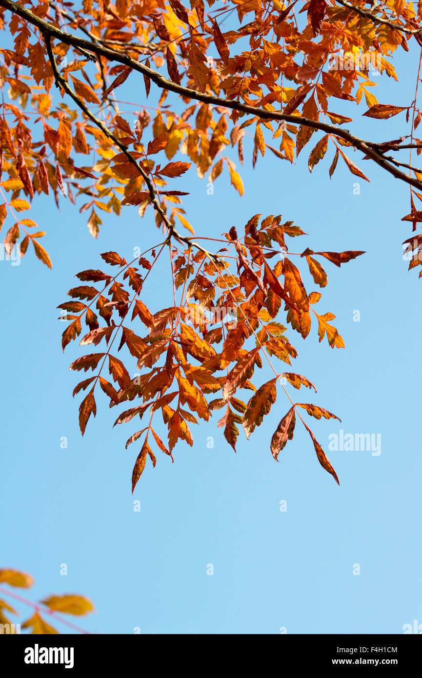 Koelreuteria paniculata. L'orgoglio di India / Golden pioggia le foglie in autunno contro un cielo blu. Regno Unito Foto Stock