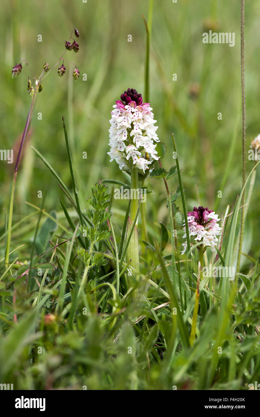 Neotinea ustulata punta bruciato Orchidee Foto Stock