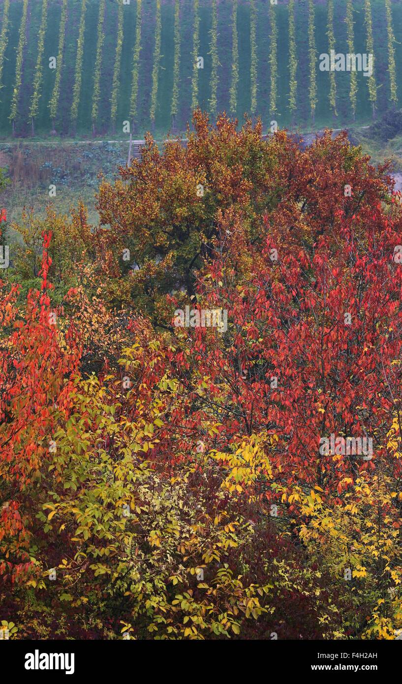 Würzburg, Germania. Xviii oct, 2015. In autunno gli alberi nei pressi di Innere Leiste vigneto in Würzburg, Germania, 18 ottobre 2015. Foto: KARL-JOSEF HILDENBRAND /DPA/Alamy Live News Foto Stock