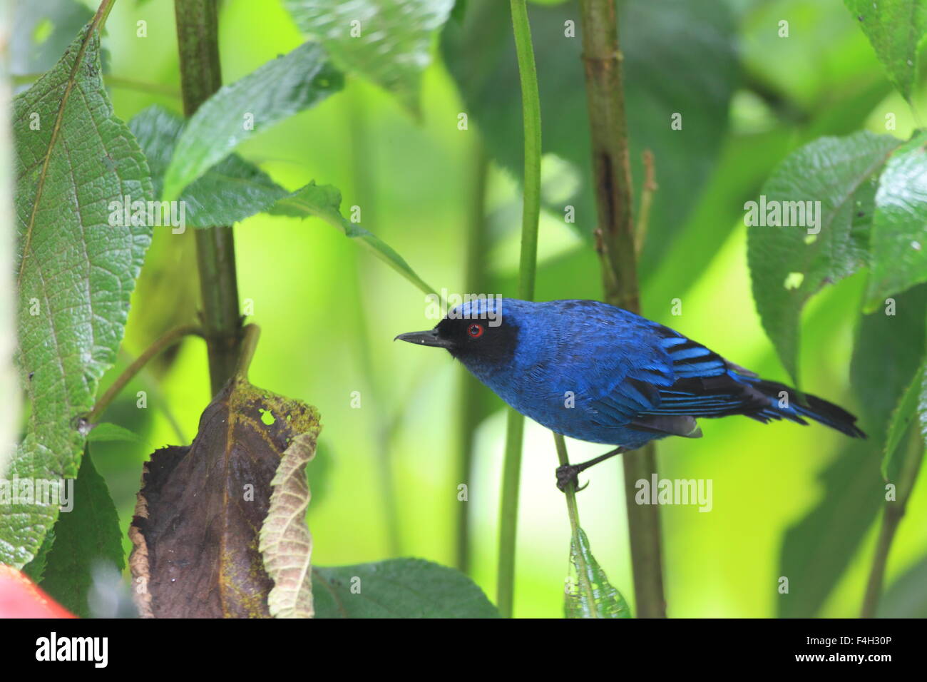 Flowerpiercer mascherato (Diglossa cyanea) in Yanacocha Foto Stock