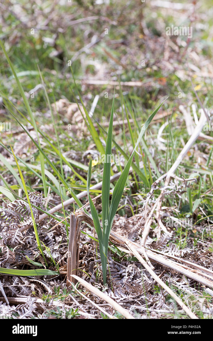 Gladiolus illyricus Wild Gladiolus impianto Foto Stock