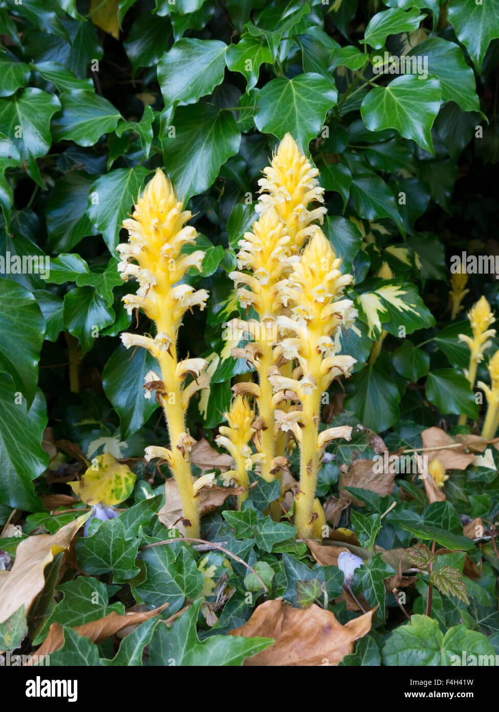 Orobanche hederae Ivy Succhiamele prataiolo varietà gialla Foto Stock