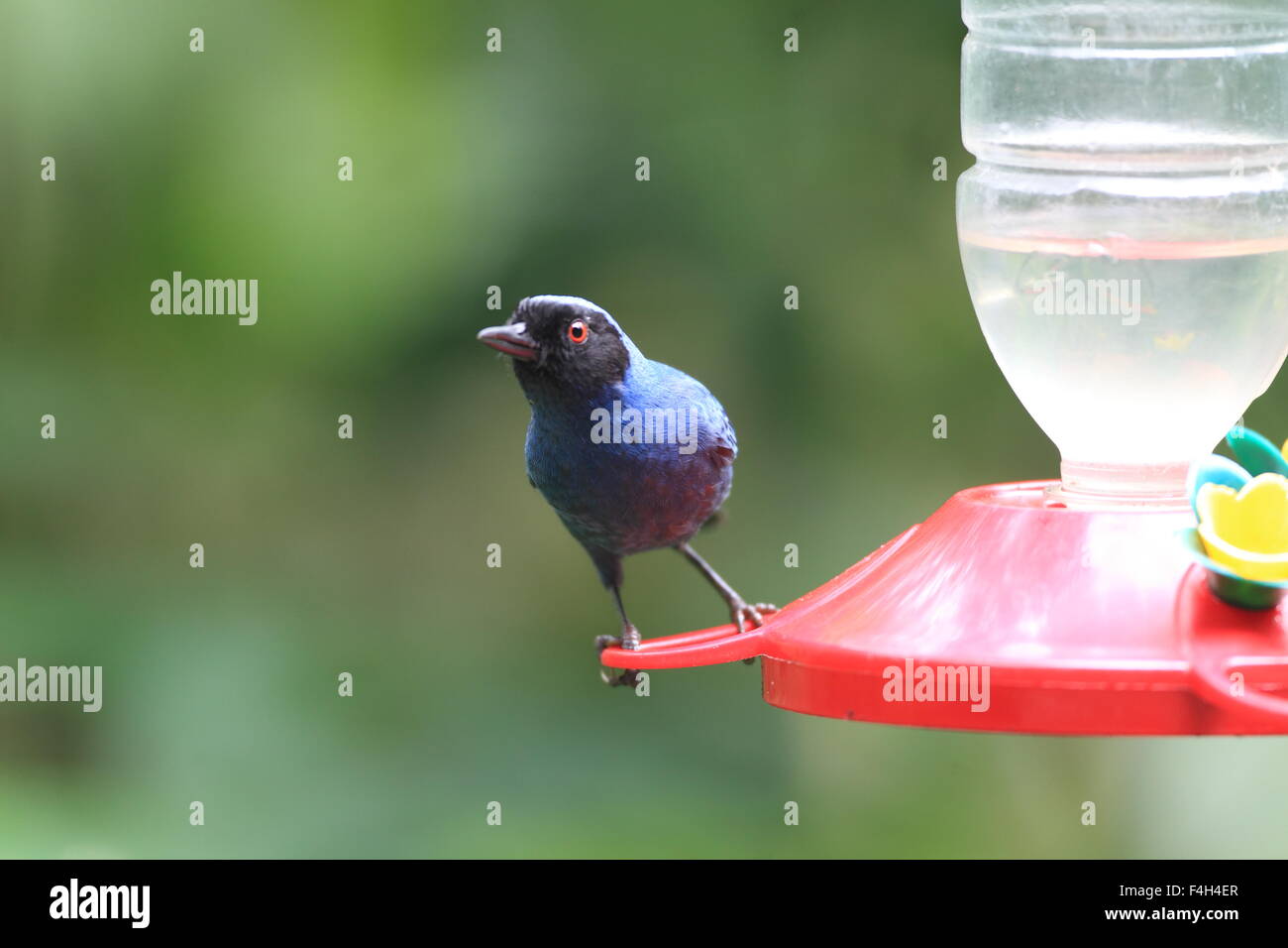 Flowerpiercer mascherato (Diglossa cyanea) in Yanacocha Foto Stock