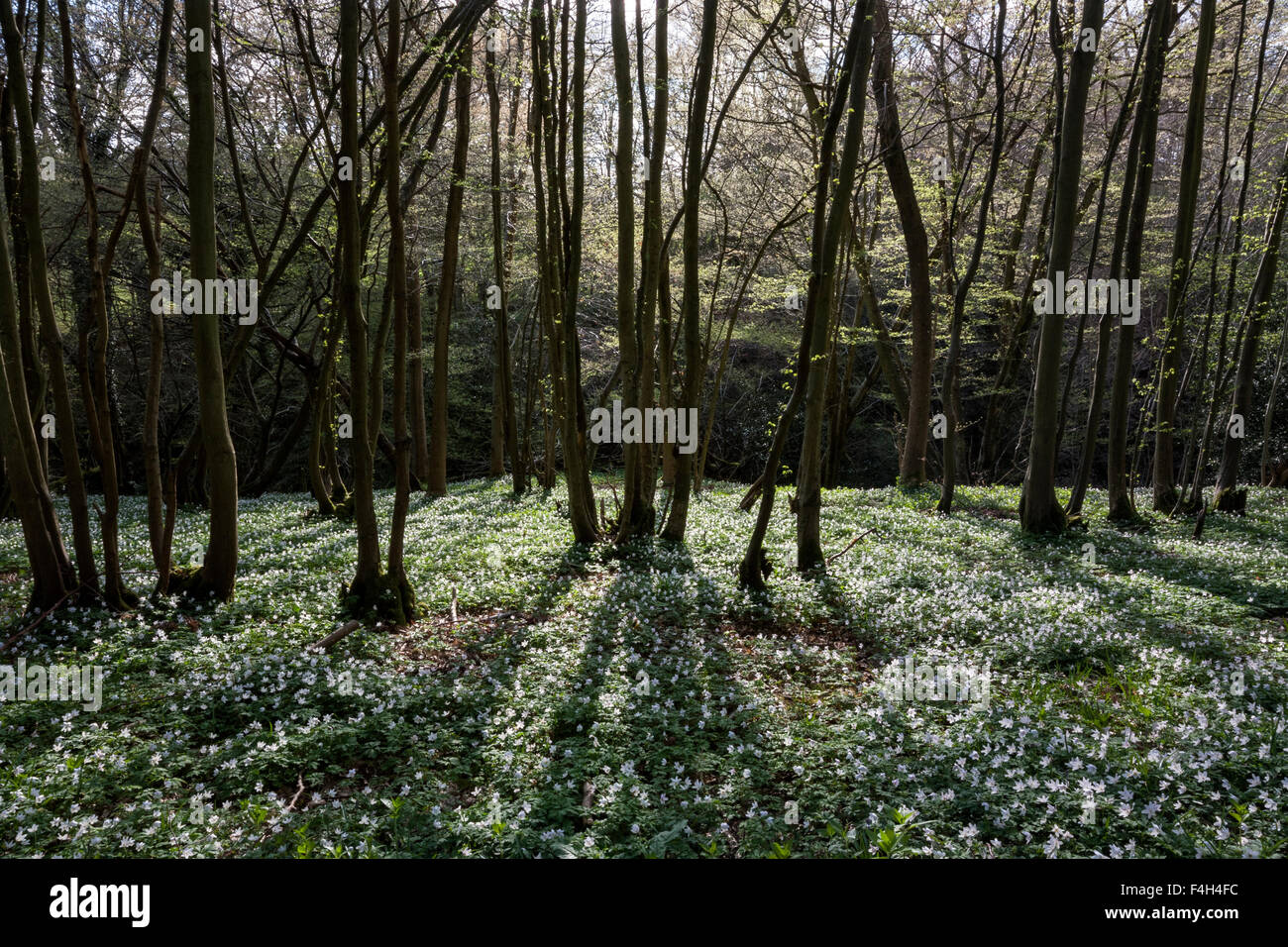 Anemoni di legno (Anemone nemorosa ,) nei boschi della signoria dei boschi, Horsemonden, Kent, England, Regno Unito Foto Stock