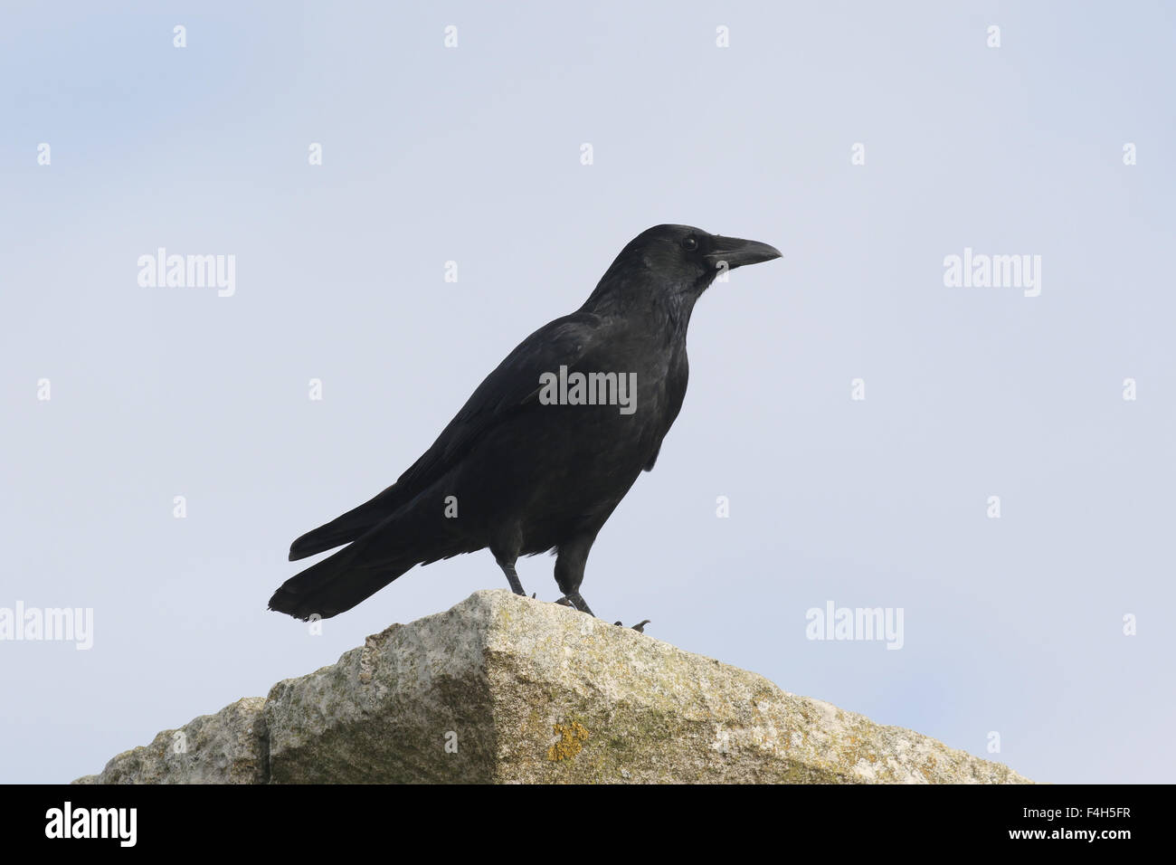 Carrion Crow in piedi sul pilastro Foto Stock