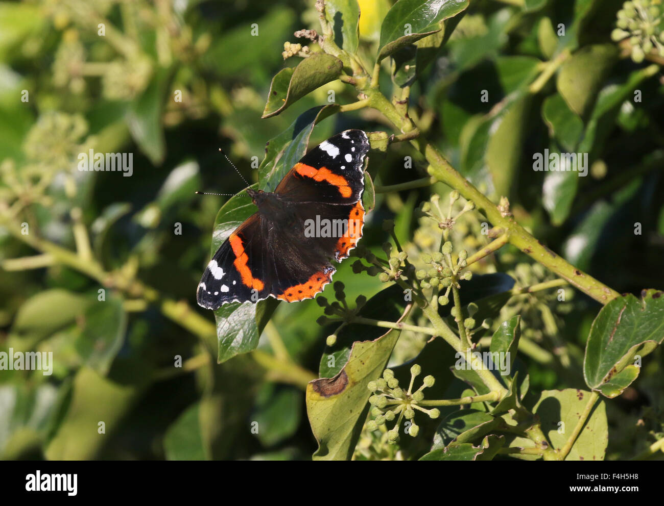 Red admiral butterfly poggiante su ivy Foto Stock