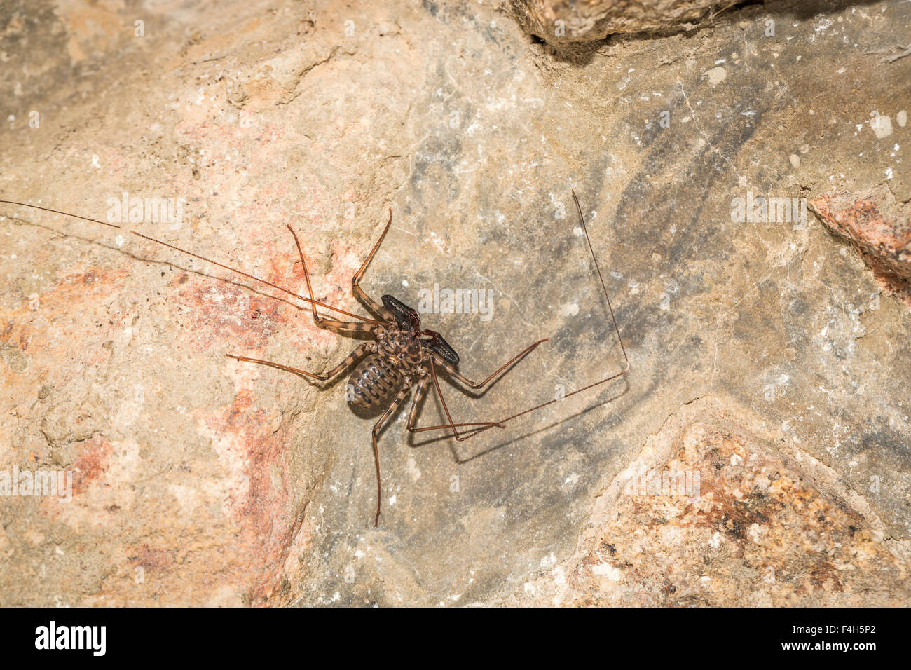 Whip spider o frusta tailless scorpion (Amblypygi), Likoma Island, il Lago Malawi Malawi, sud-est Africa Foto Stock