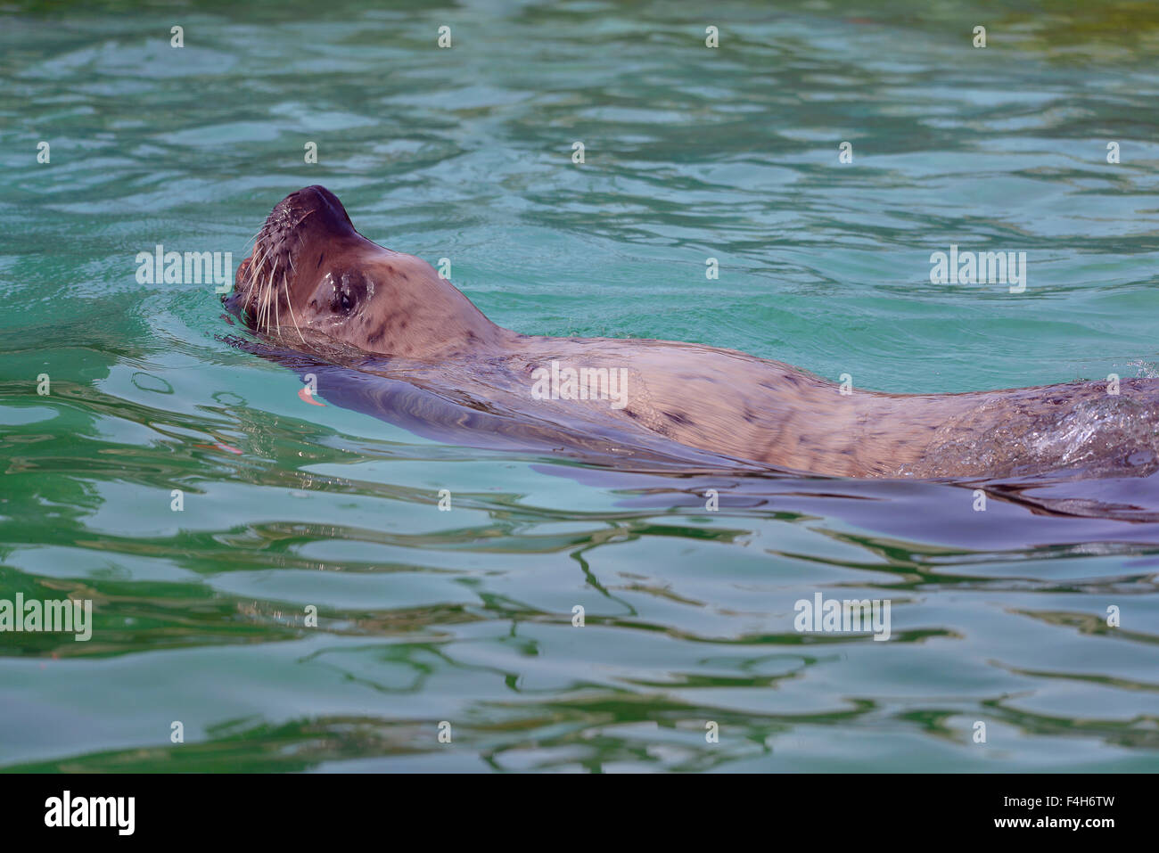 Steller leoni di mare in acqua Foto Stock