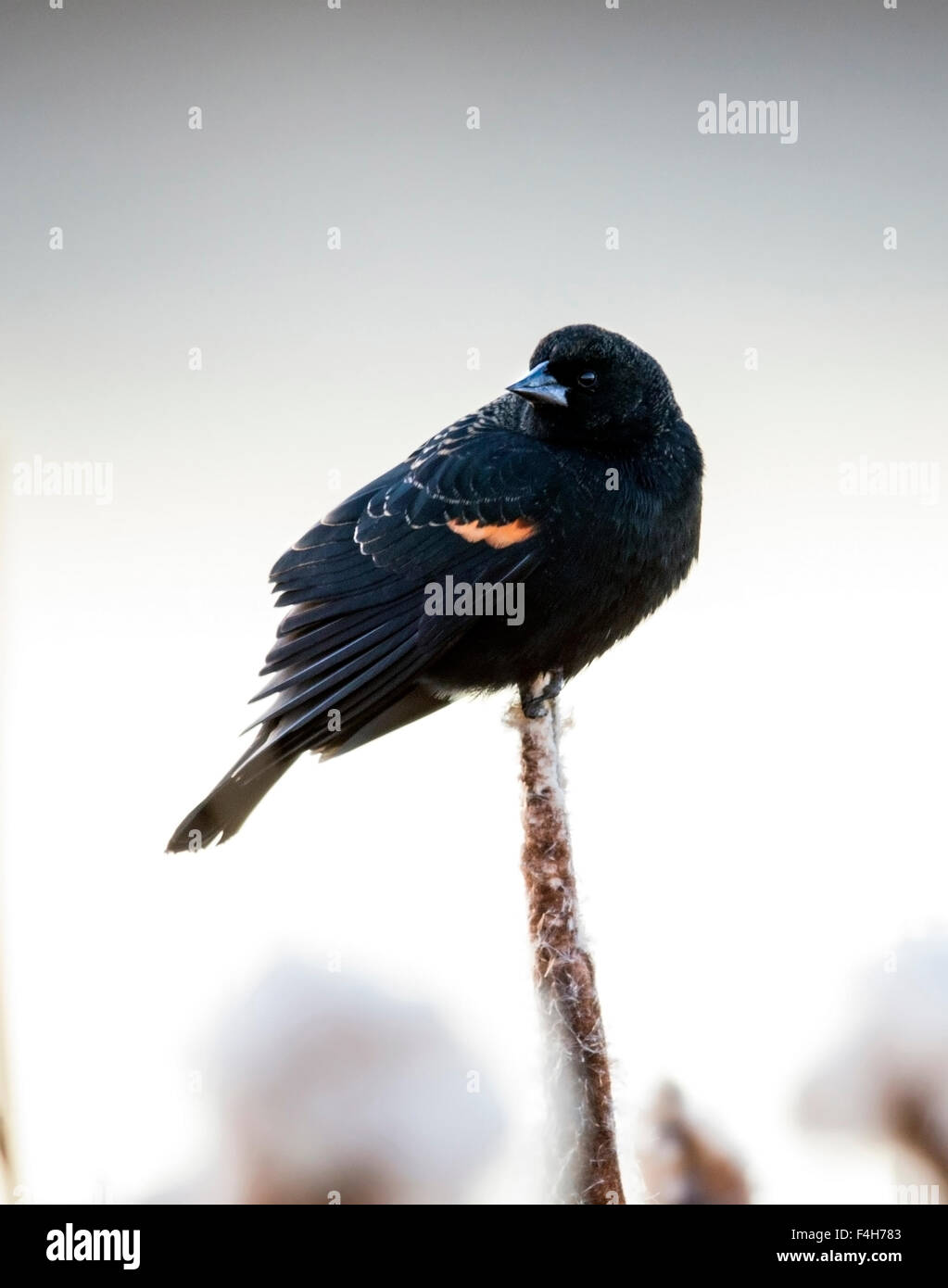 Rosso-winged Blackbird, Monte Vista National Wildlife Refuge, Colorado, STATI UNITI D'AMERICA Foto Stock
