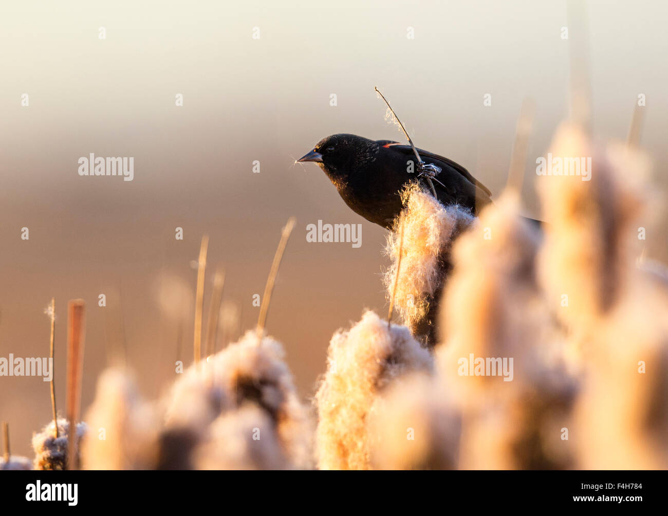 Rosso-winged Blackbird, Monte Vista National Wildlife Refuge, Colorado, STATI UNITI D'AMERICA Foto Stock