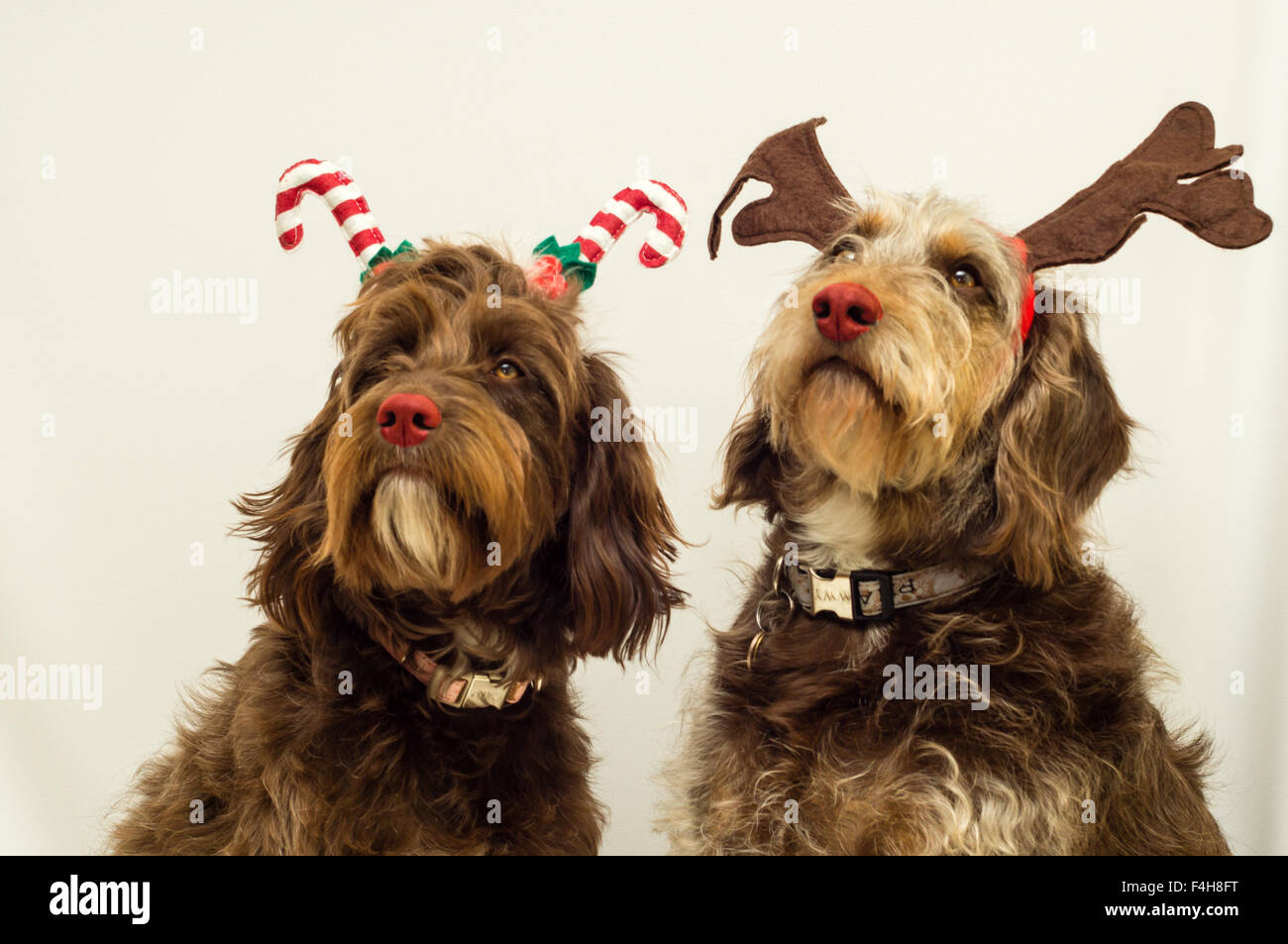 Croce cani di razza indossando Christmas Festive headwear Foto Stock