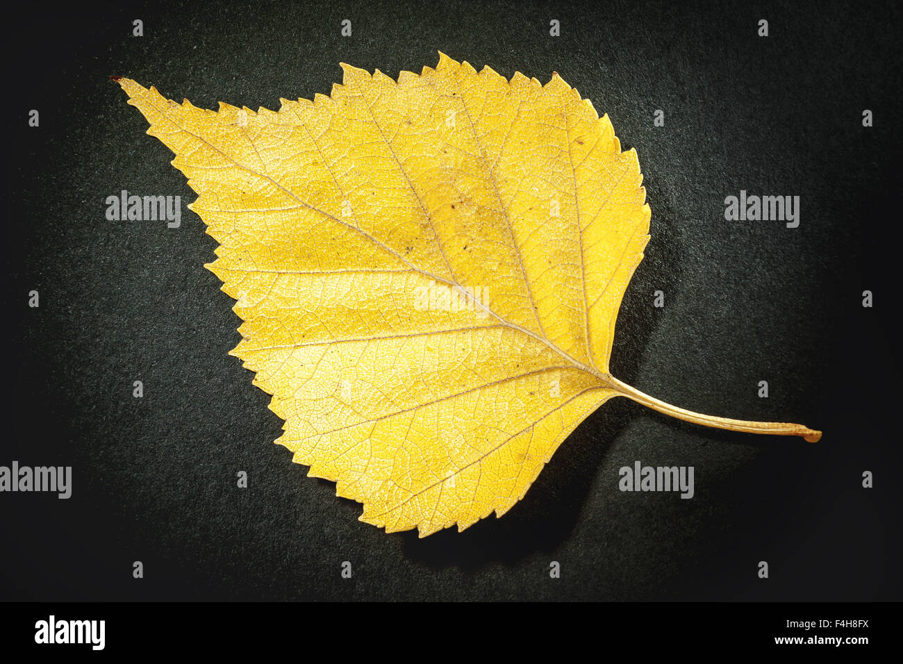 I dettagli di una foglia di autunno su sfondo nero. Foto Stock