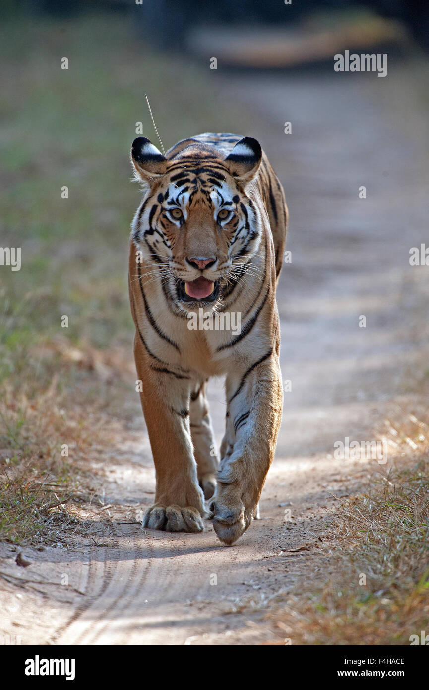 L'immagine della tigre ( Panthera tigris) è stato preso in Pench national park, India Foto Stock