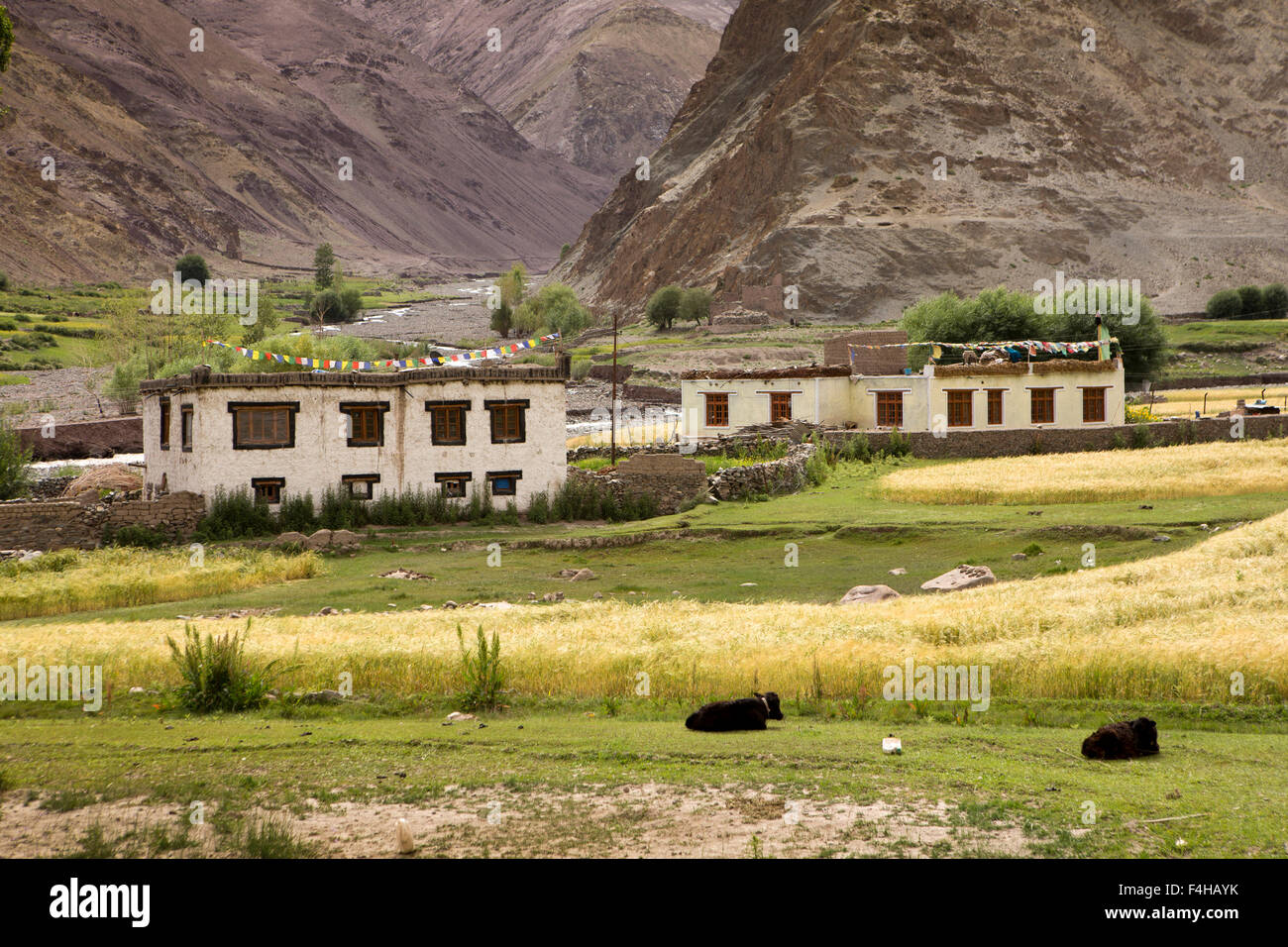 India, Jammu e Kashmir, Ladakh, Miru, tradizionale, tetto piatto casolari, agricoltura marginale, alta altitudine terra Foto Stock