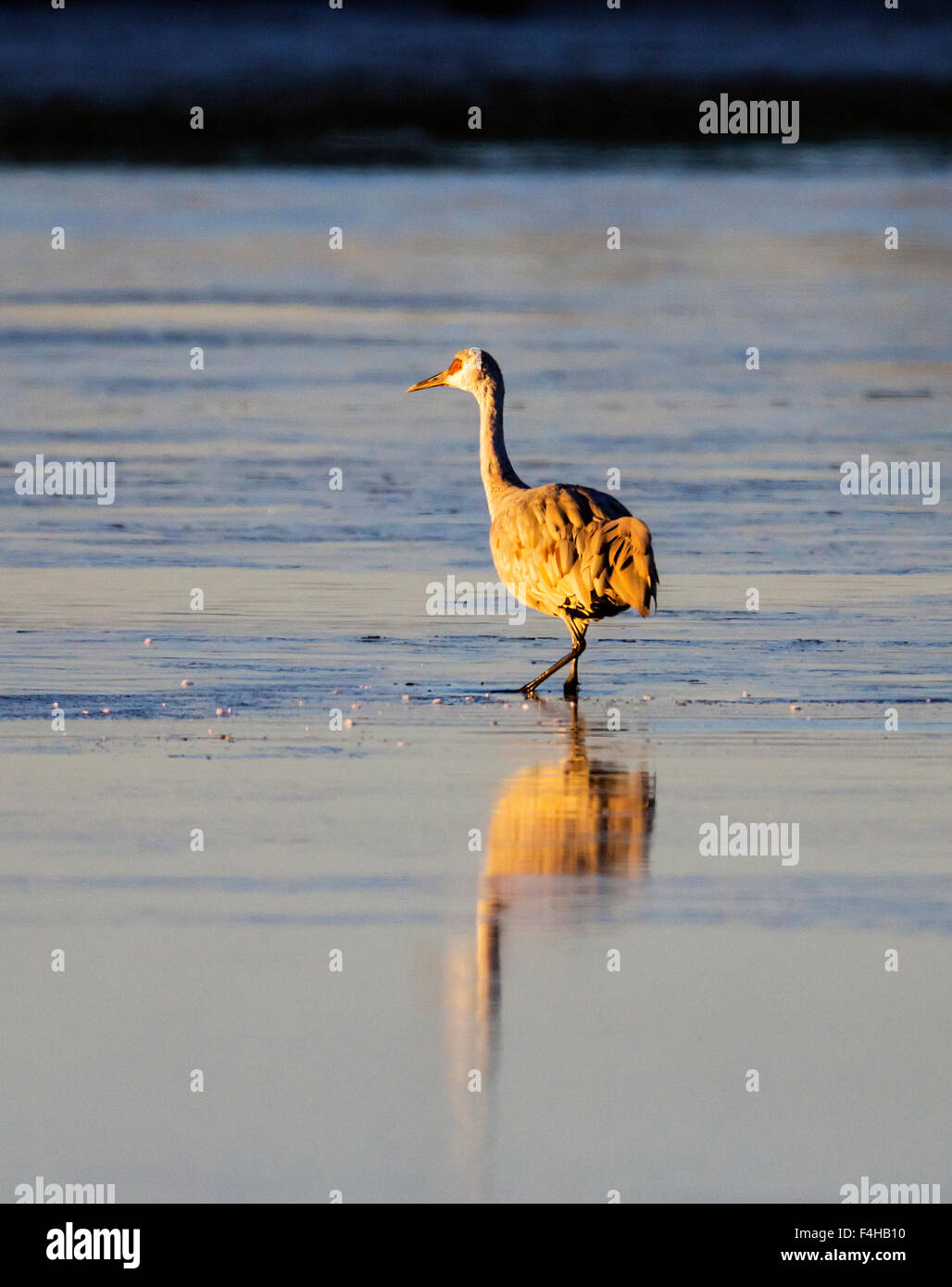 Sandhill gru in stagno a sunrise, Monte Vista National Wildlife Refuge, Colorado, STATI UNITI D'AMERICA Foto Stock