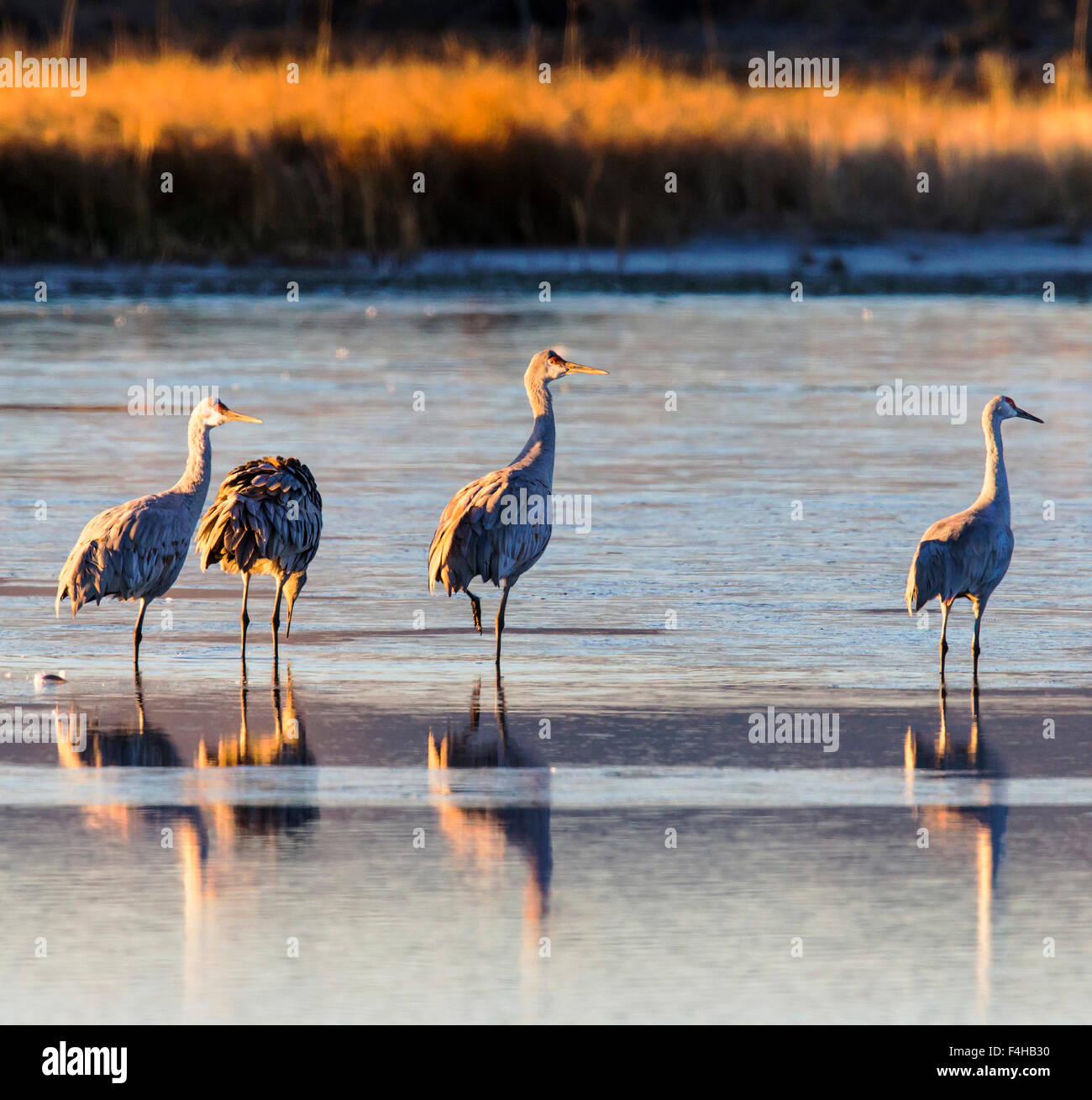 Sandhill gru in stagno a sunrise, Monte Vista National Wildlife Refuge, Colorado, STATI UNITI D'AMERICA Foto Stock