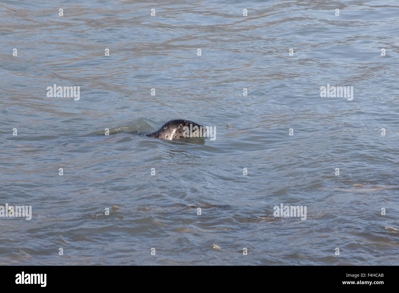 I leoni di mare in attesa per la loro cena di salmone. Foto Stock