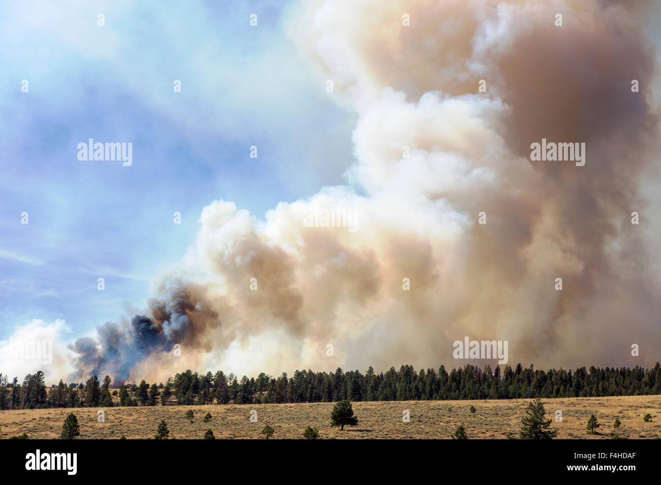 US Forest Service; controllo del fuoco ardere vicino a Mt. Shavano; Chaffee County; central Colorado; USA Foto Stock