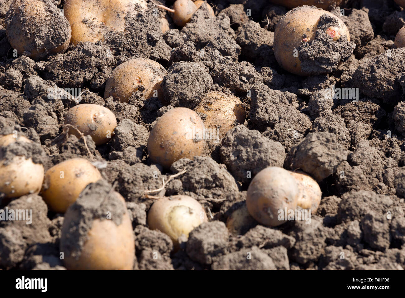 Patate su un buon terreno Foto Stock