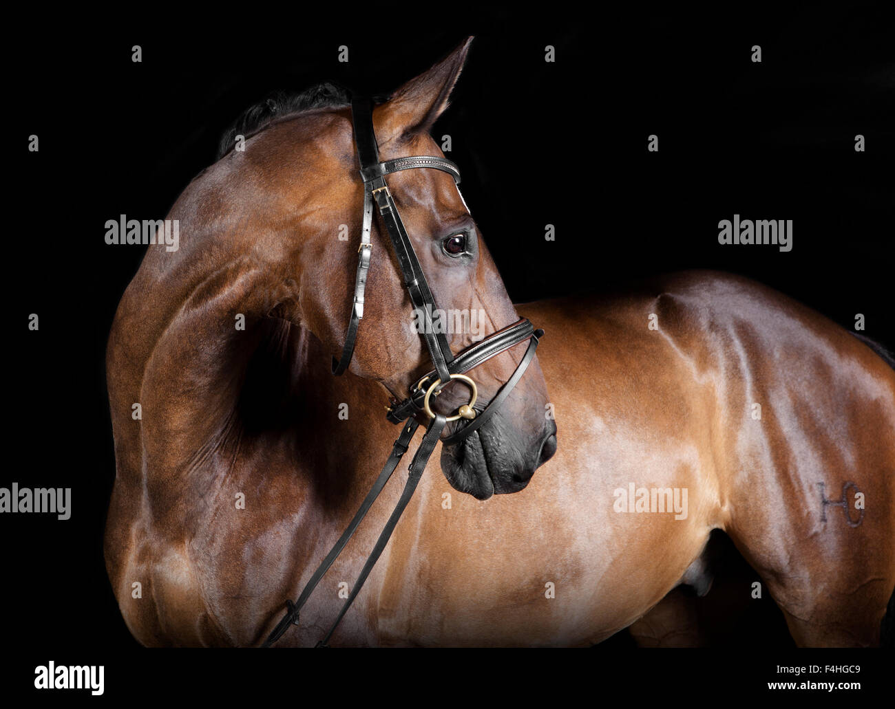 Marrone Warmblood ungherese a cavallo con briglia in studio su sfondo nero Foto Stock