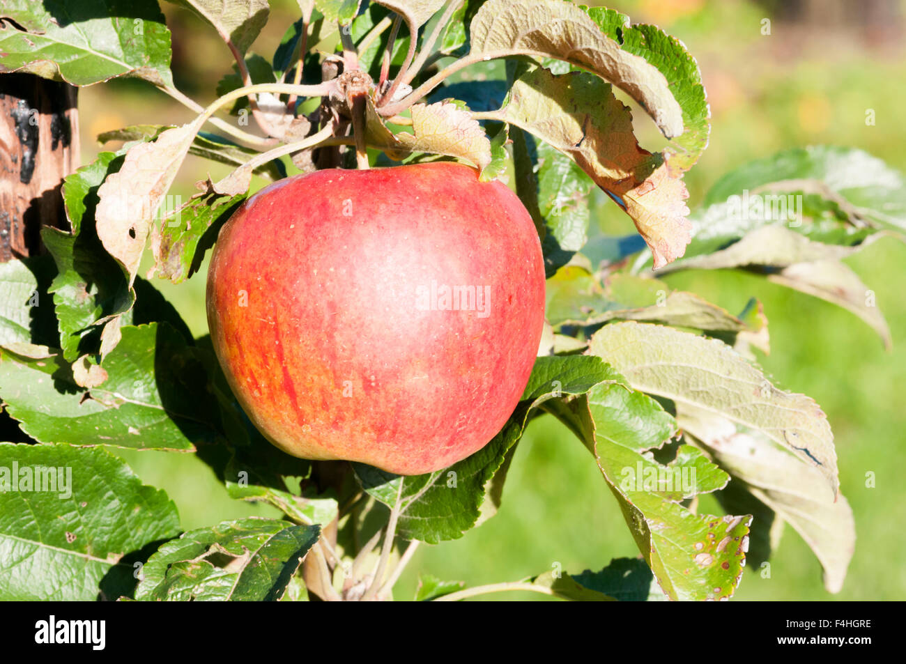 Un apple della varietà Moss's Seedling cresce su un albero. Foto Stock