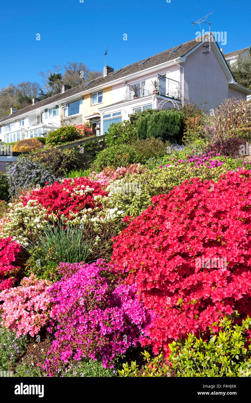 Azalee e altri estate piante di frontiera in un giardino della Cornovaglia Foto Stock