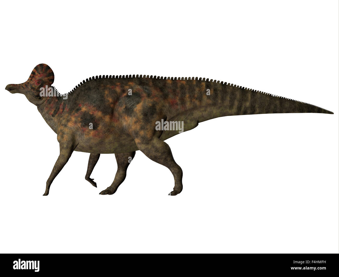 Corythosaurus è un anatra erbivori fatturati dinosauro che ha vissuto in Nord America durante il Cretacico. Foto Stock
