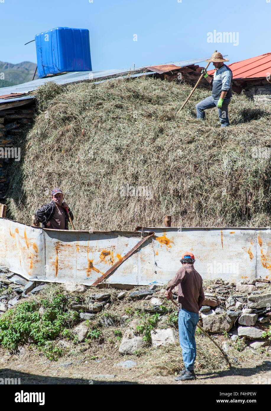 Farmhands stoccaggio fieno nel villaggio di Ushguli, distretto di Svaneti, montagne del Caucaso, northwestern Georgia. Foto Stock
