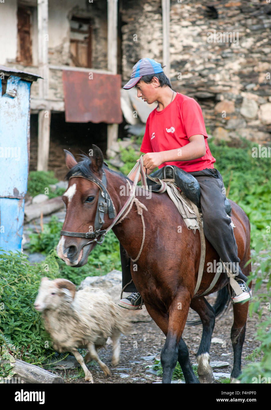 Un cavallo-montato bracciante agricolo imbrancandosi pecore nel villaggio di Ushguli, distretto di Svaneti, montagne del Caucaso, northwestern Georgia. Foto Stock