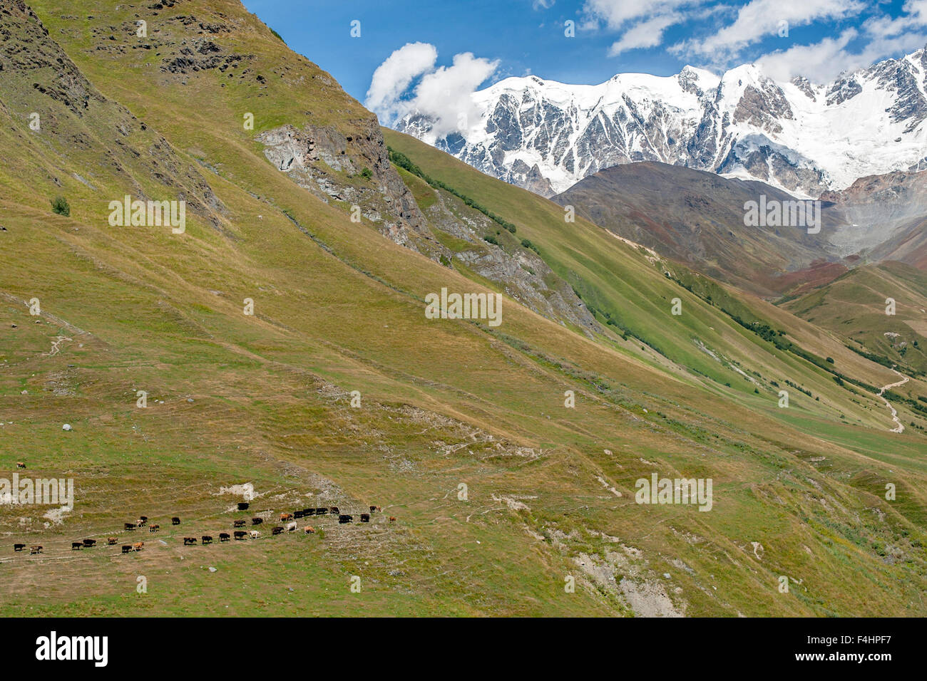 Il pascolo di bestiame sulle pendici del Monte Shkhara, la montagna più alta in Georgia. Foto Stock