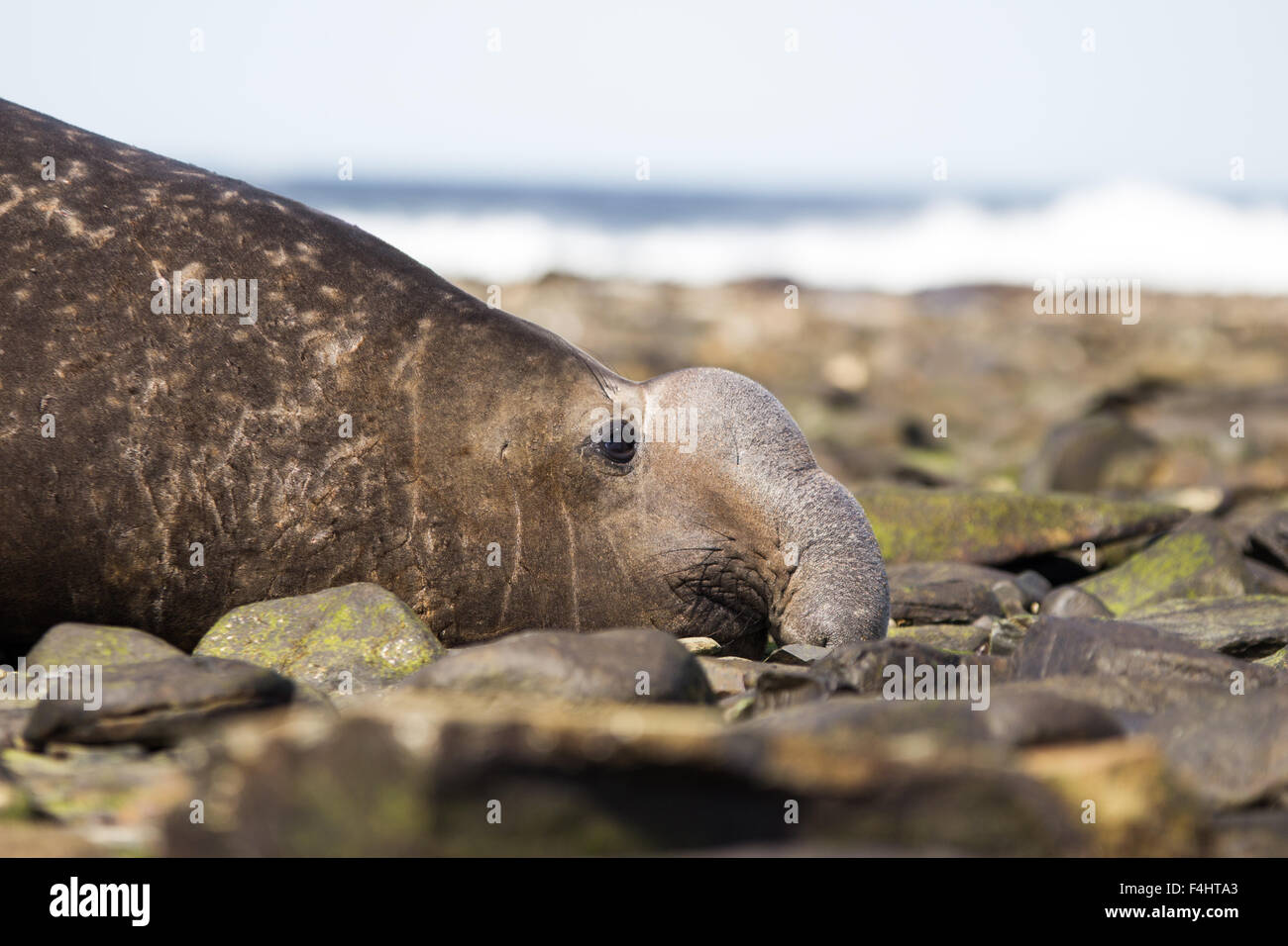 Maschio di elefante meridionale di tenuta (Mirounga leonina) Profilo shot. Isole Falkland. Foto Stock