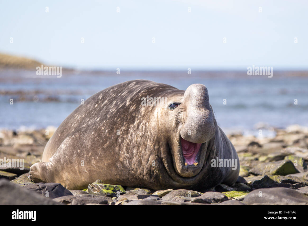 Elefante meridionale di tenuta con la bocca aperta in un apparente sorriso. Isole Falkland Foto Stock
