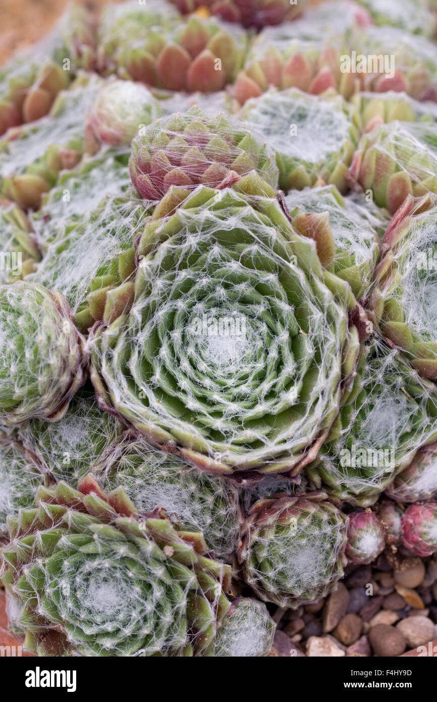 Sempervivum 'Kramer Spinrad'. Foto Stock