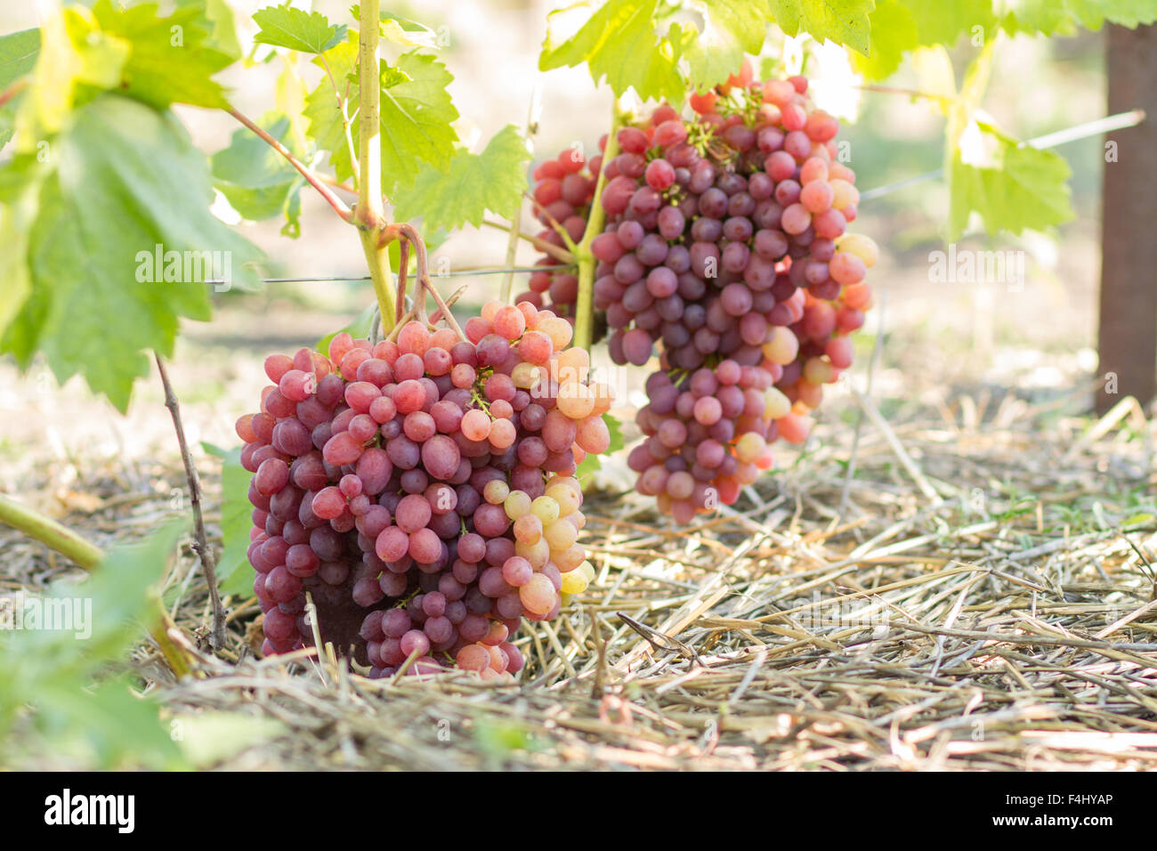 Un enorme Grappolo di uva in vigna. Cantina sfondo agricolo Foto Stock
