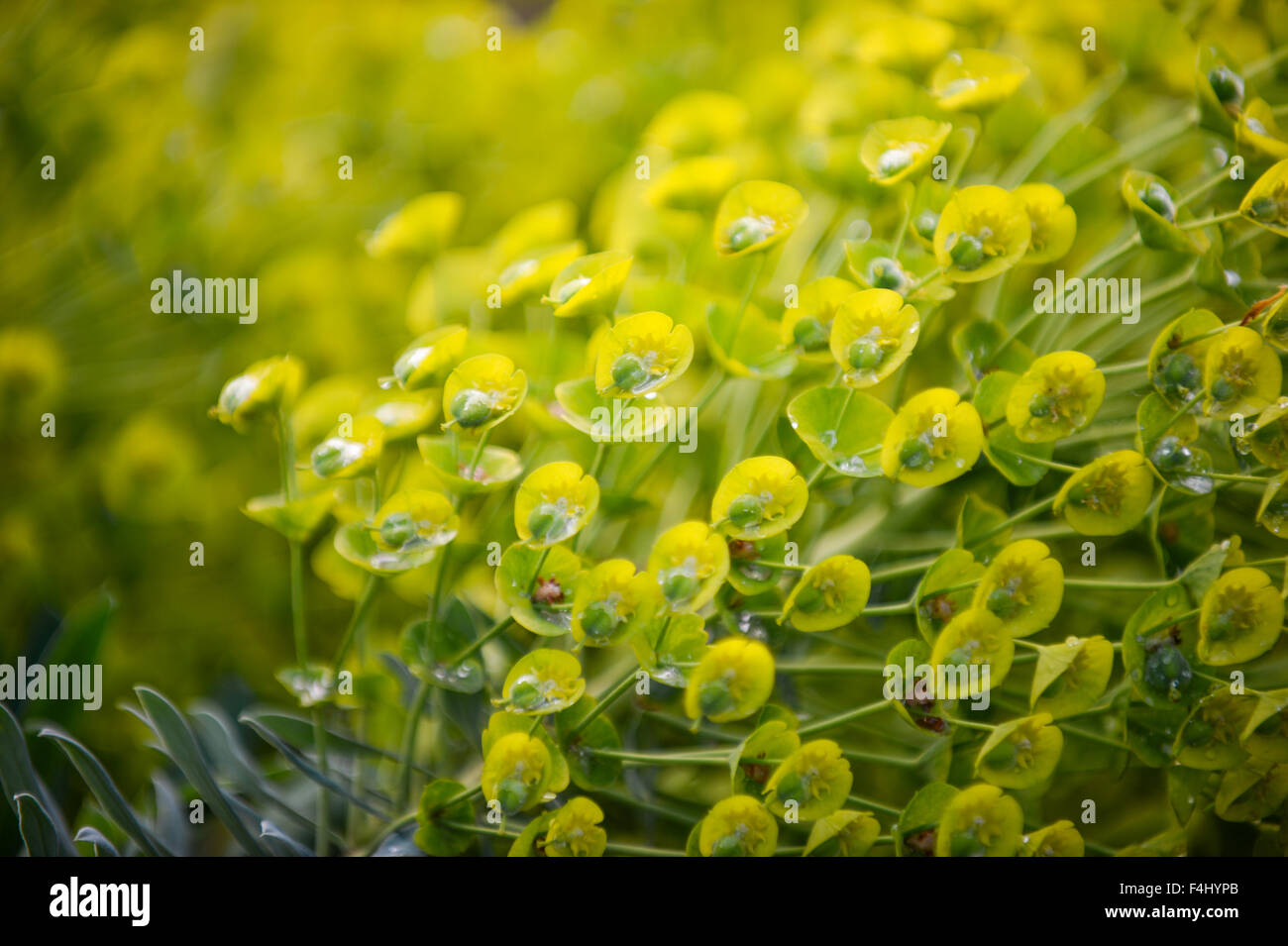 Euphorbia Amygdaloides Foto Stock