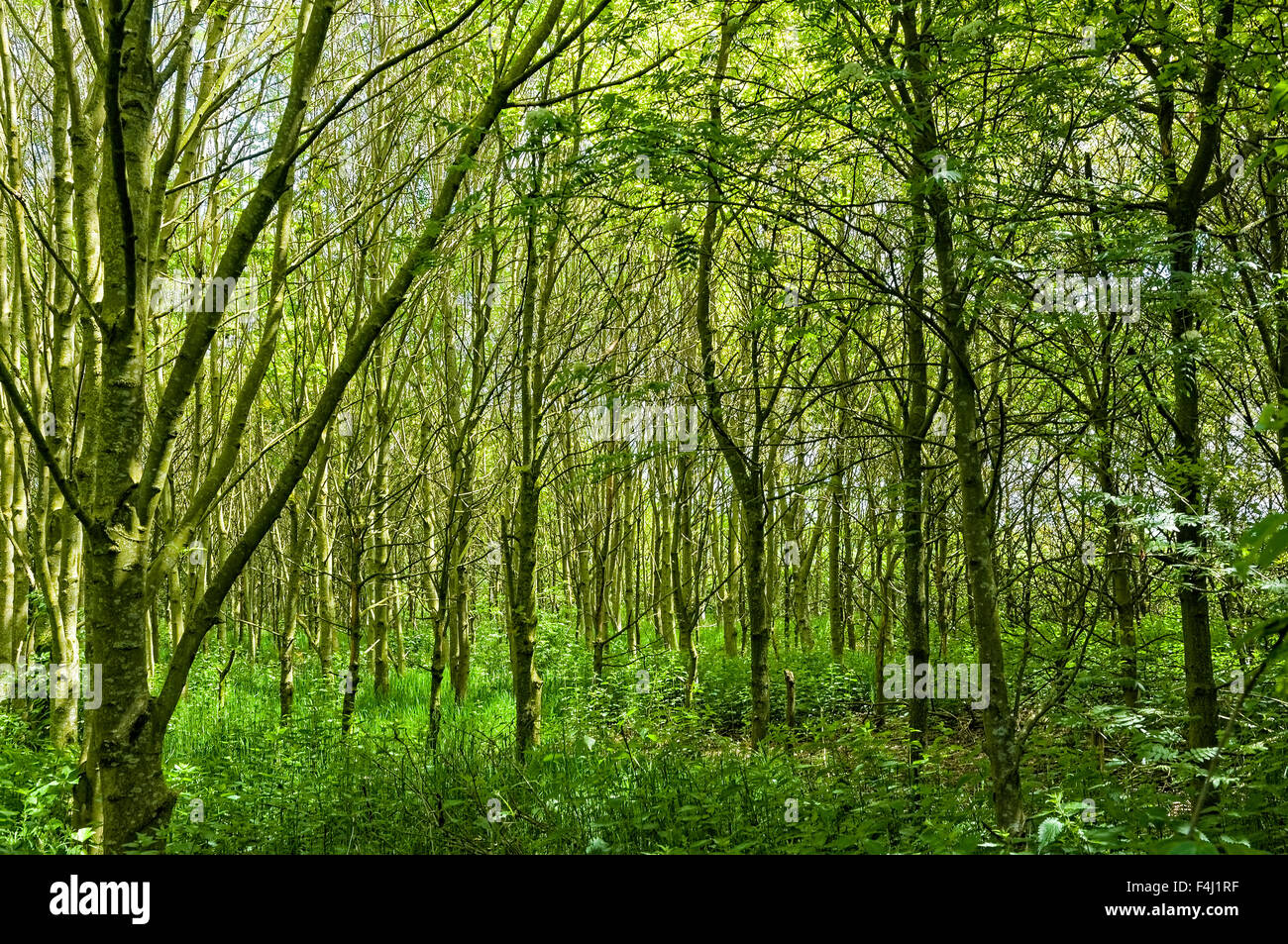 Più verticale di tronchi di alberi in boschi con sottobosco a livello del suolo. Foto Stock