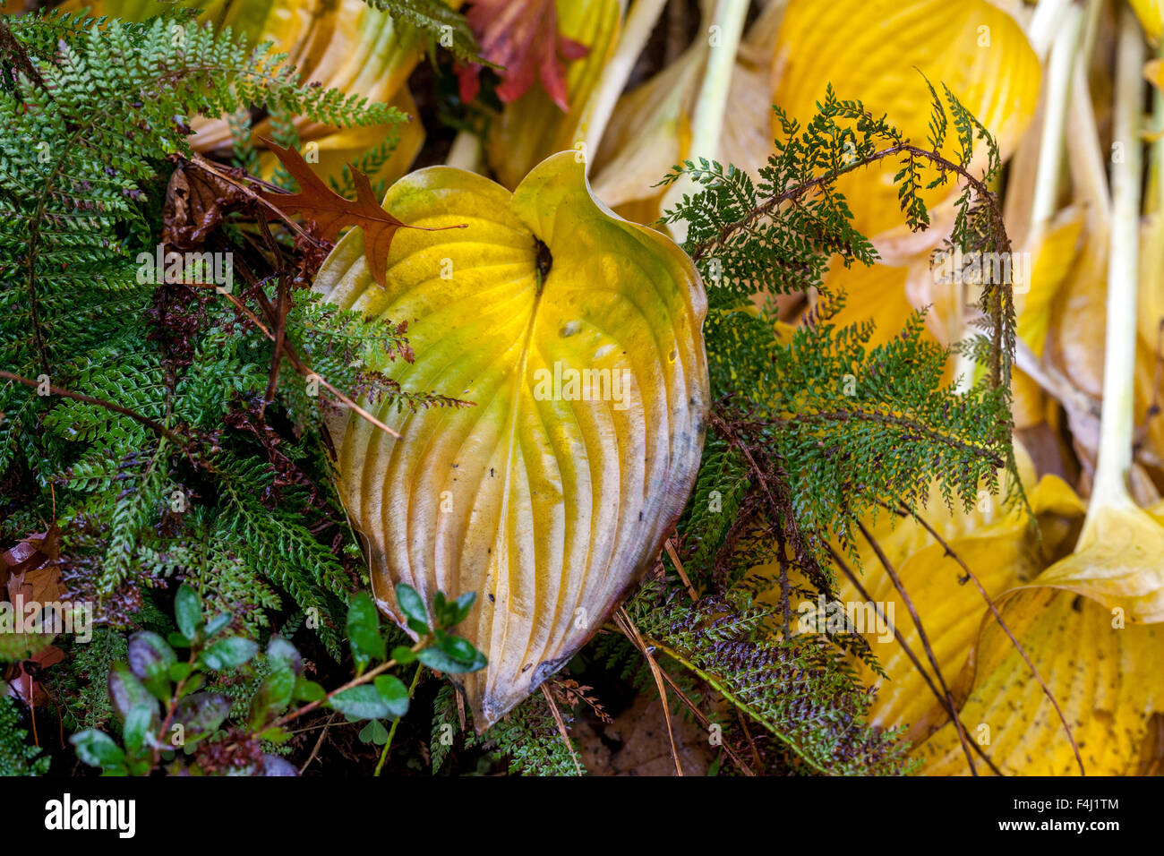Hosta pianta felce, foglie d'autunno Foto Stock