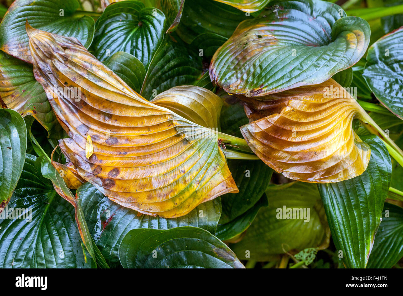 Wet hosta foglie - Autunno colori Foto Stock