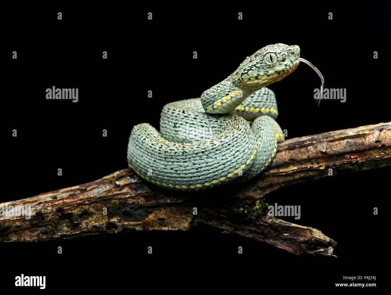 I capretti di velenose due strisce Pitviper forestale (Bothriopsis bilineata), la foresta pluviale amazzonica Yasuni National Park, Ecuador Foto Stock