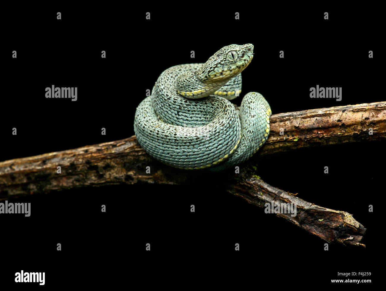 I capretti di velenose due strisce pitviper forestale (bothriopsis bilineata), la foresta pluviale amazzonica yasuni national park, Ecuador Foto Stock