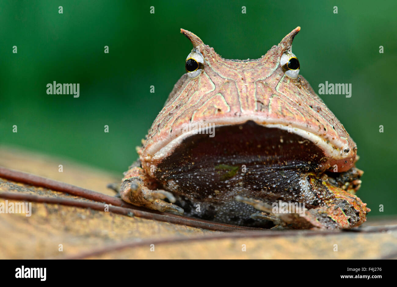 Pacman frog (Ceratophrys cornuta), Yasuni National Park, Ecuador Foto Stock